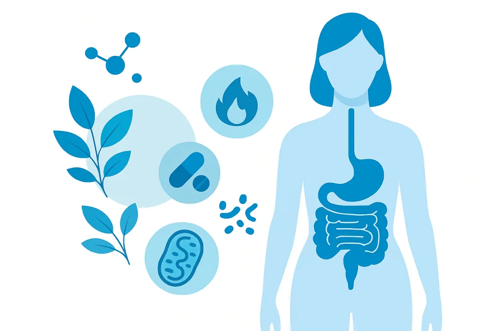 Scientific flat illustration showing gut balance and metabolism connection — probiotics, nutrients, and digestive system in harmony.